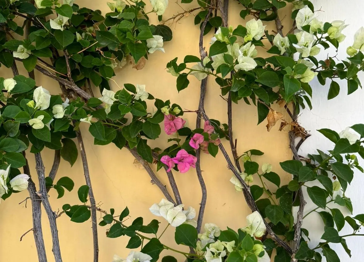 Bed and Breakfast Casa Calamondino Bari Bed & Breakfast
